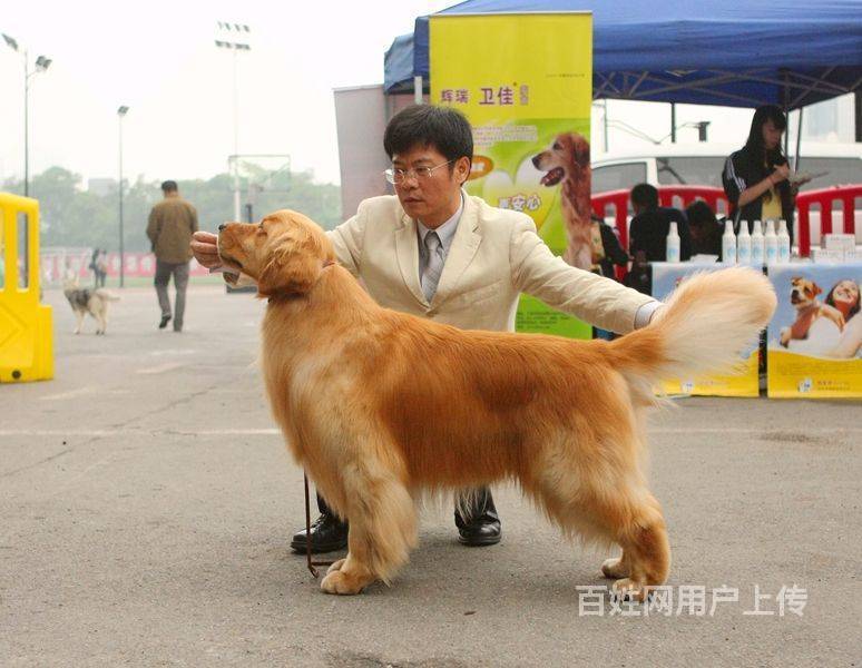 出售冠军血系的金毛犬 签订售后协议