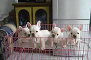 荆州卖法斗的犬舍，犬舍法斗一般价位