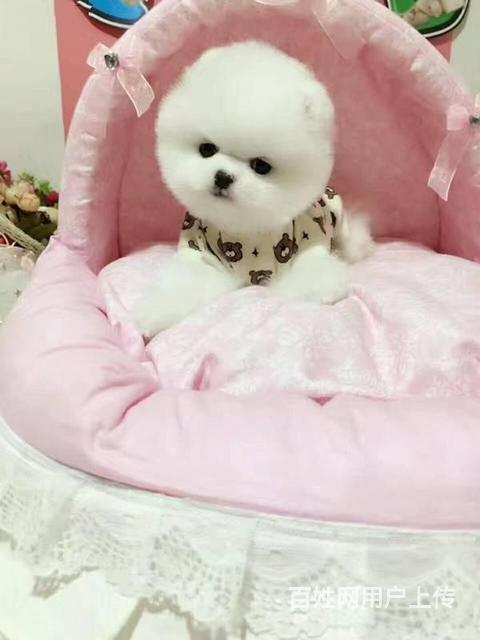 哈多利球体博美 购买保障 超可爱赛级博美犬的图片