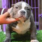 徐州恶霸犬多少钱、美国恶霸价格、纯种恶霸犬