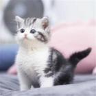 台山哪里有猫舍，价格多少钱一只，在哪买放心