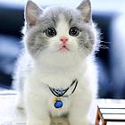 【货到付款猫狗舍】烟台哪里有卖猫猫狗狗 包纯种健康