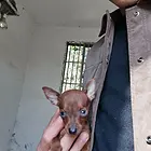 纯种超小体鹿犬，