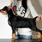 盐城买杜宾一只需要多少钱杜宾一般啥价