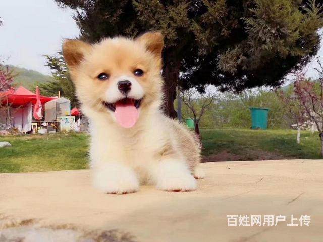 定西柯基市场价位 柯基一般多少钱呢的图片