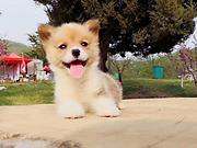 白山就近哪里有柯基犬卖，一般柯基犬本地多少钱