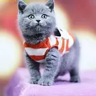 成都家养蓝猫渐层蓝白加菲猫.价优.拒绝病猫-诚信