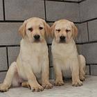 纯种拉布拉多犬/出售拉布拉多幼犬多只可选三包保