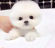 博美多少钱一只 纯种博美犬 哈多利博美 博美犬