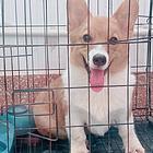 柯基犬