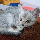 可可爱爱健健康康的猫咪包送到家