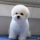 精品比熊幼犬 血统纯疫苗齐品质保证