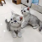 银渐层小可爱