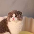 哪里有折耳猫卖的 折耳猫好养吗 折耳猫多少钱一只