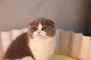 哪里有折耳猫卖的 无病无廯 双血统折耳猫多少钱