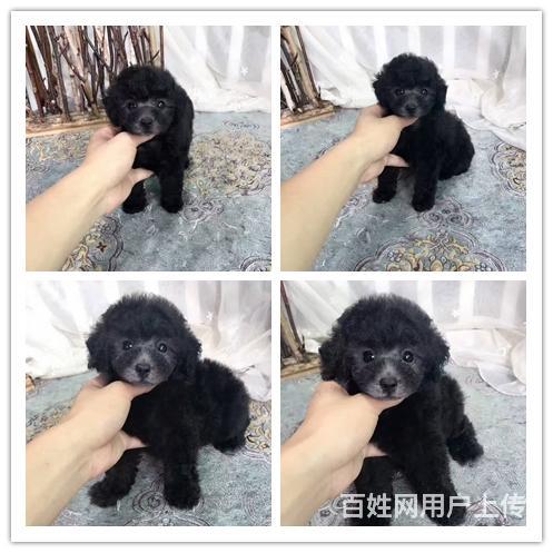 灰色茶杯一窝 疫苗驱虫齐全 可随时去新家俏的图片