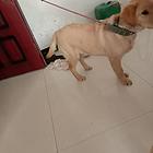 爱犬转让