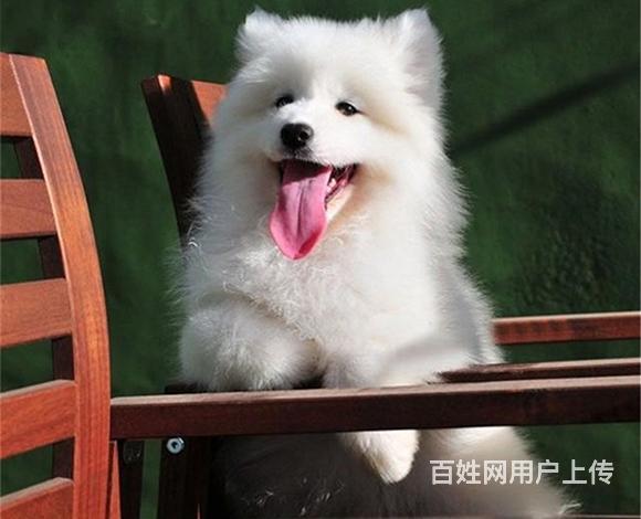 沈阳正规萨摩耶犬舍地点联系方式的图片