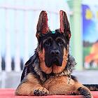 精品德国牧羊犬热卖中，可办理血统证书，提供养狗指导