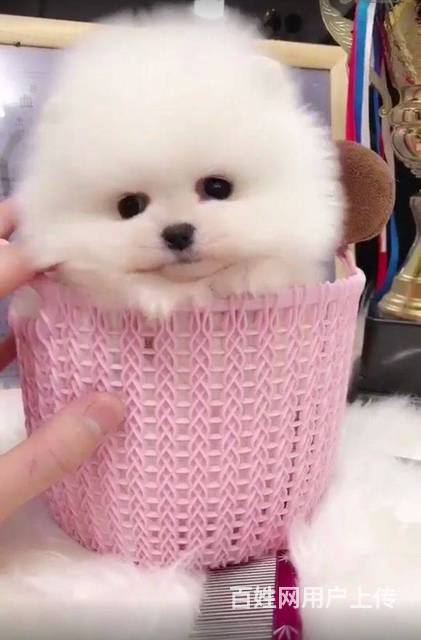 纯种哈多利博美犬 纯种球体白色博美幼犬多窝挑选的图片