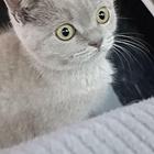 英短蓝猫，英短蓝猫，自家猫妈妈生的，可以上门看猫猫