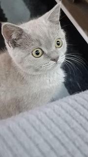 英短蓝猫，英短蓝猫，自家猫妈妈生的，可以上门看猫猫
