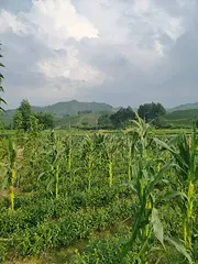 生态茶园 极白白茶 原滋原味 微信：