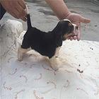 杭州哪卖比格犬，哪有比格犬，谁家的比格犬靠谱