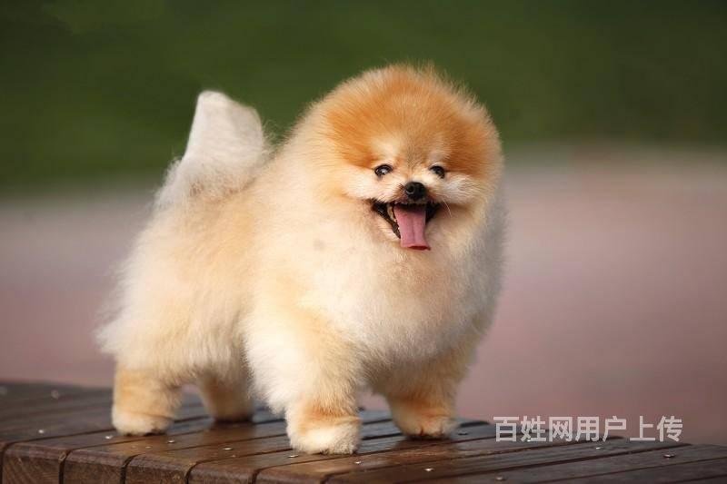 北京专业繁殖美系小体爆毛比熊犬保证健康纯种可挑选