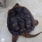15年乌龟