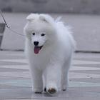 普洱哪里有出售萨摩耶幼犬宝宝 定时做疫苗和驱虫 公