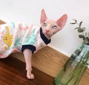 斯芬克斯无毛猫本地哪里有卖的 养无毛要注意什么 多少