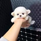 哪里有比熊犬出售 纯种比熊犬价格 比熊图片
