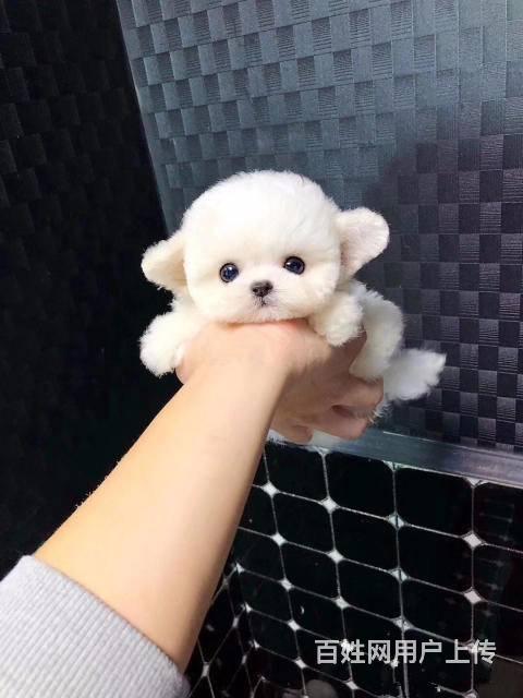 哪里有比熊出售 纯种比熊图片 比熊好养吗的图片