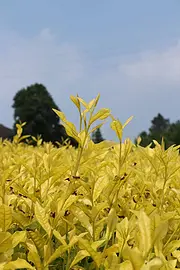 黄金叶茶园 原产地好茶 小戴白茶