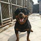 纯种罗威纳幼犬出售 大头肉嘴罗威纳 罗威纳价格