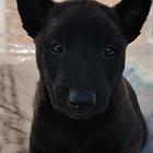 马犬