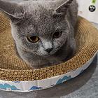 蓝猫找主人