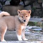 林芝正规哈士奇基地正规养殖哈士奇