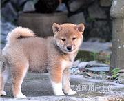 通化哈士奇市场价位哈士奇一般多少钱呢