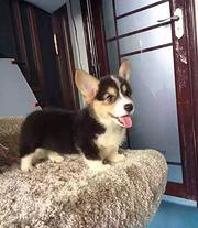 白山上哪可以看到柯基犬舍，柯基犬舍地址位置