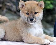安庆柴犬养殖户 繁殖柴犬幼犬的地址