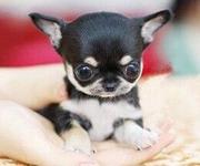 唐山【十年老店】常年繁殖优质血统吉娃娃幼犬