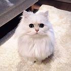 本地繁育纯种金吉拉猫 毛量好 疫苗齐全保证健康的