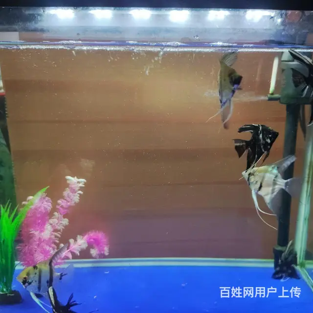 鱼缸水族箱的图片