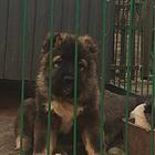 盐城【十年老店】常年繁殖优质血统高加索幼犬