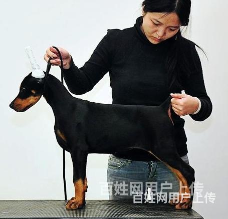 通辽上哪家店可以买到杜宾的图片