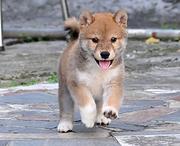 黄冈柴犬哪里有卖，卖柴犬的地方在哪