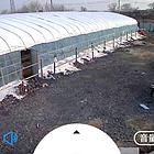 火急售平房200多平场地新养牛大棚480平