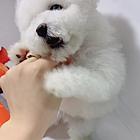 荆州纯种比熊价位 知名比熊犬舍